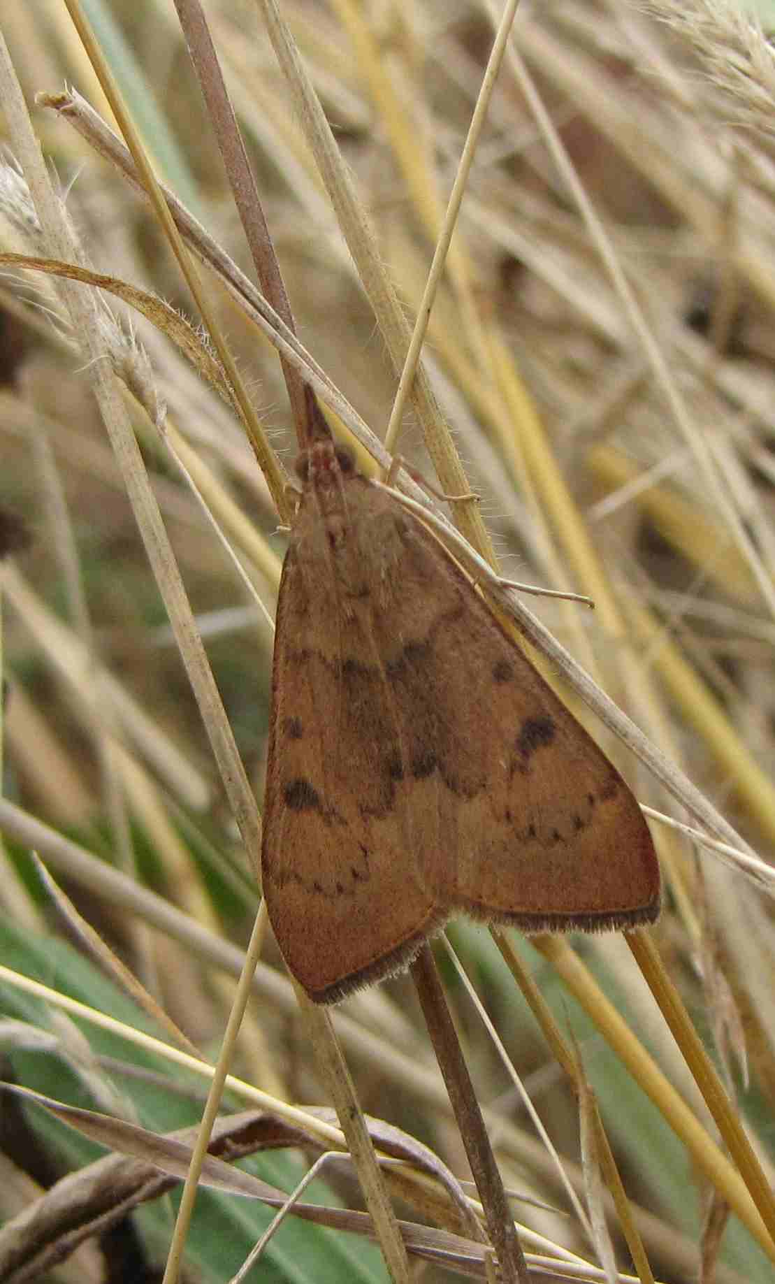 dysauxes? No Uresiphita gilvata